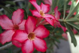 ADENIUM GROWING TIPS  adenium planting tips  How to grow adenium  അഡീനിയം പൂക്കള്‍