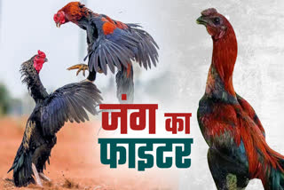 SHAHDOL ASIL BREED COCK