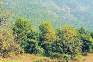 Pilgrims Stuck in Forest