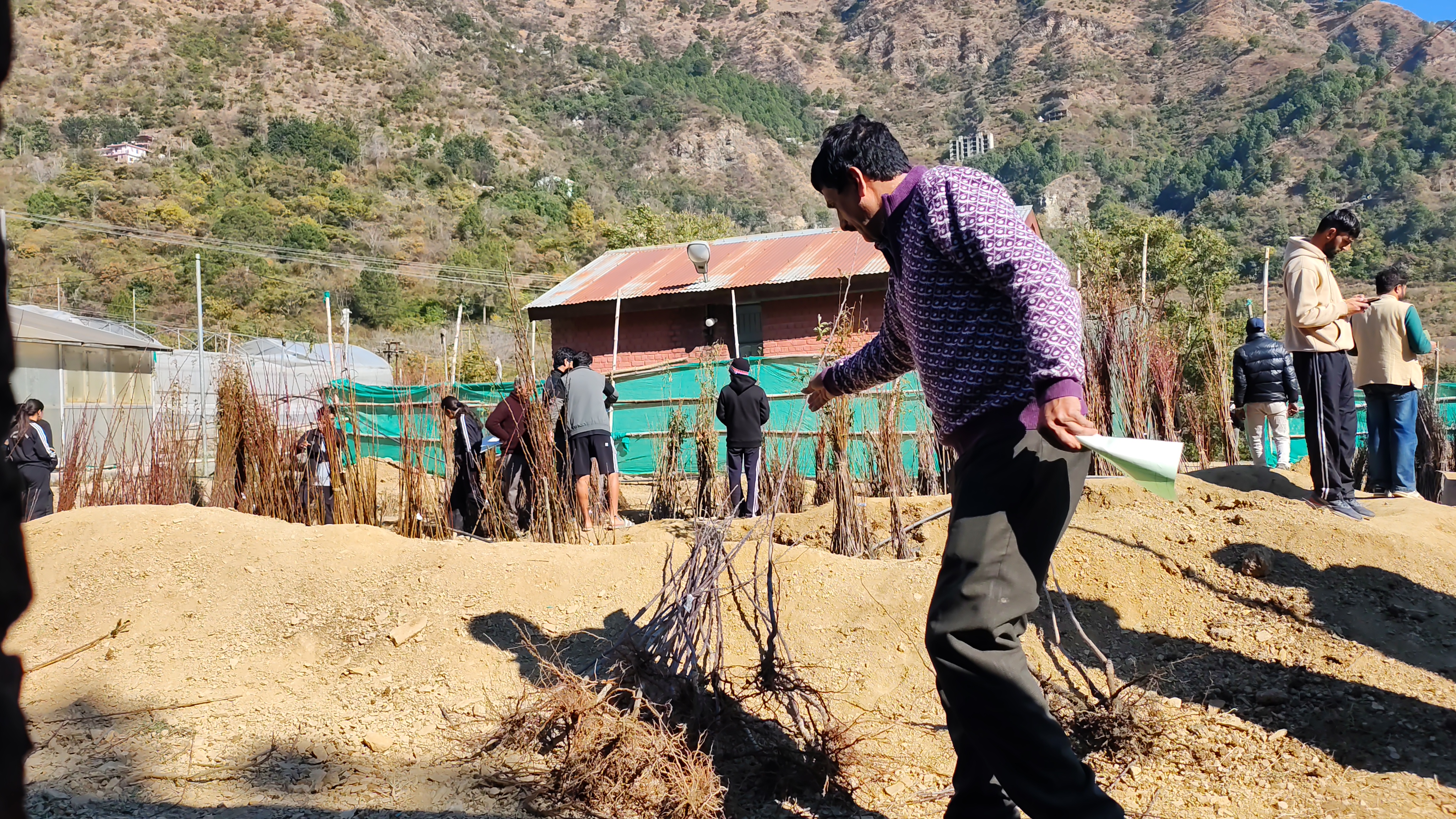 नौणी विश्वविद्यालय द्वारा की जा रही पौधों की बिक्री