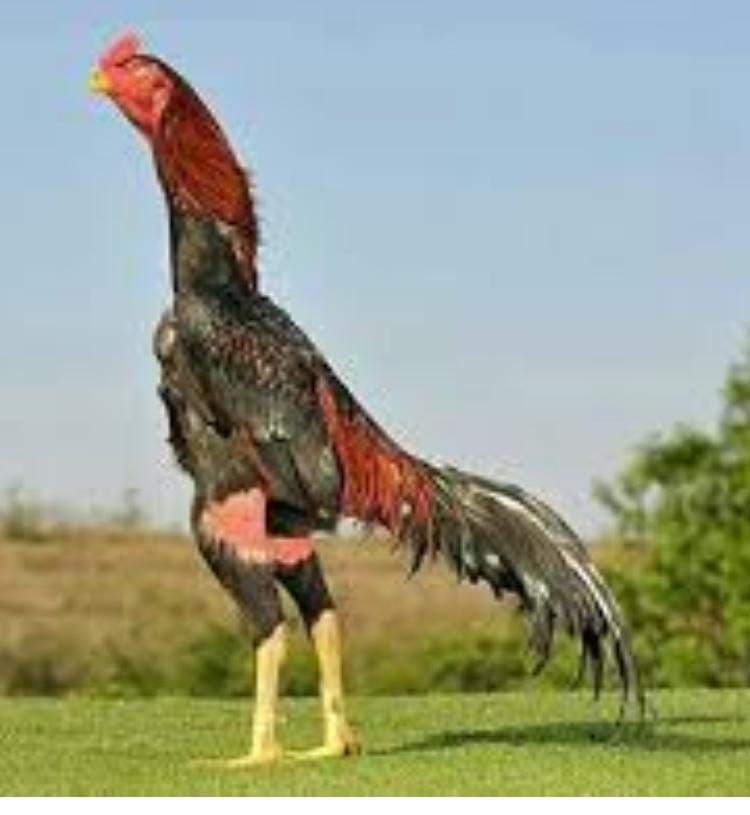 mp kadaknath chicken