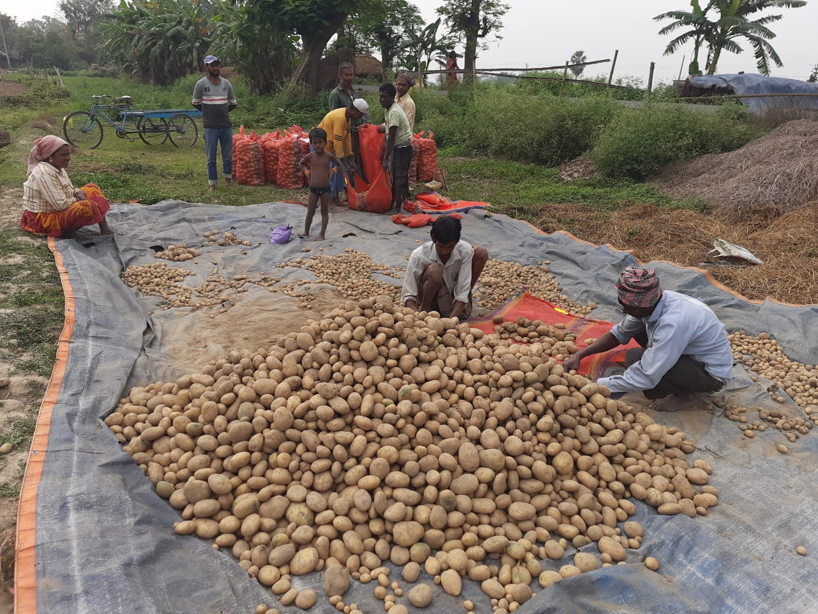 Potato Traders March Towards Odisha