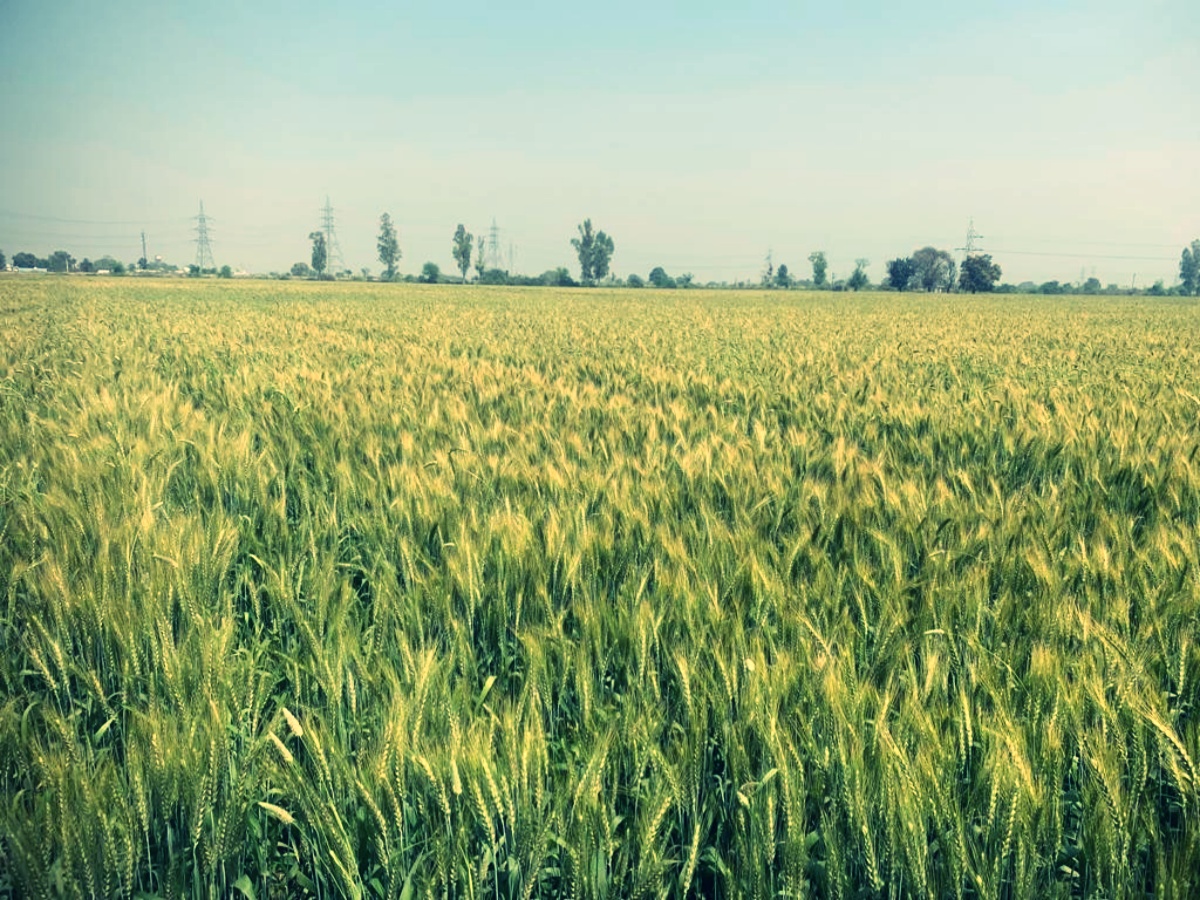 rising heat Effect on wheat in Karnal