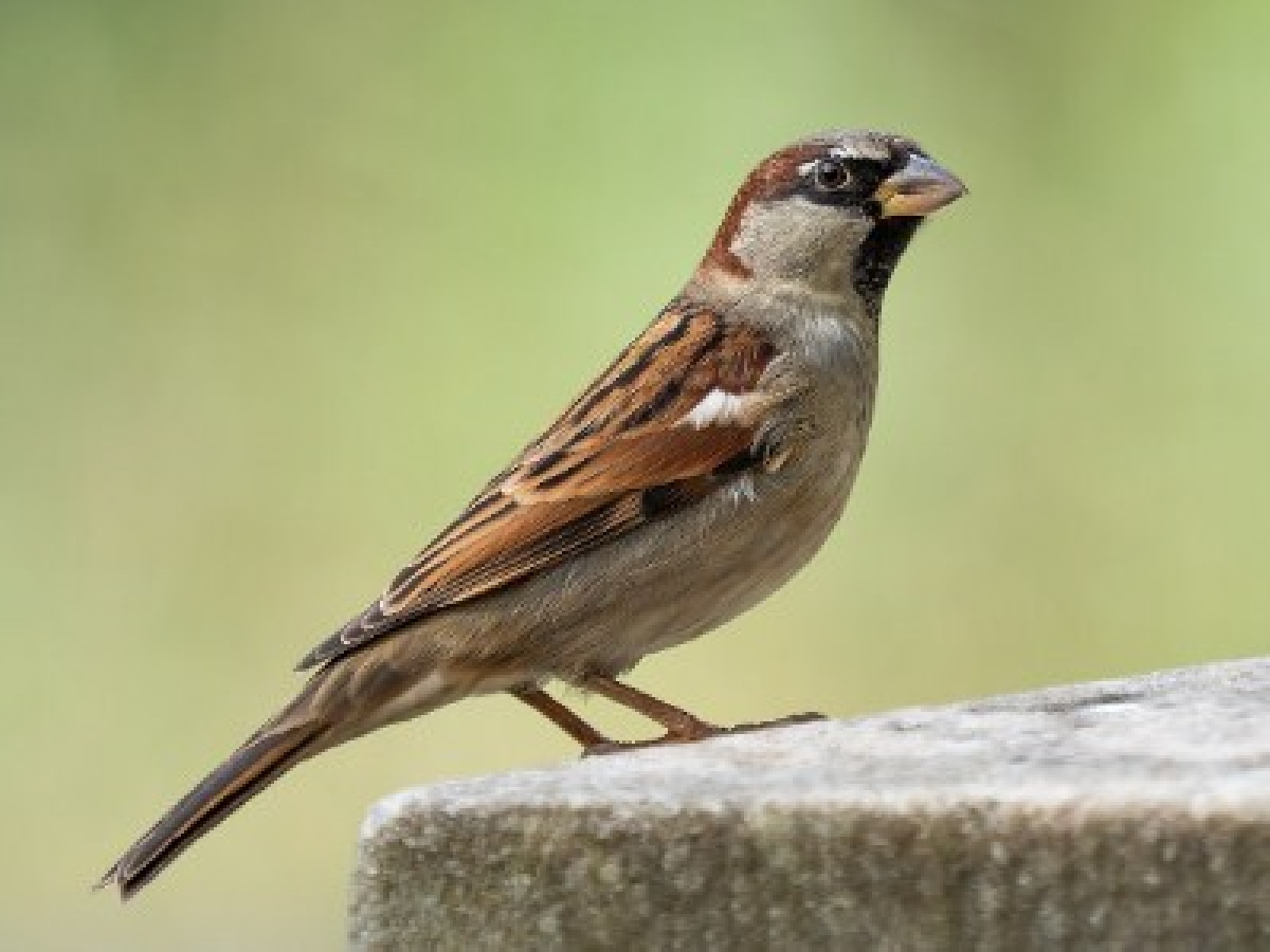 ETV Special on World Sparrow Day