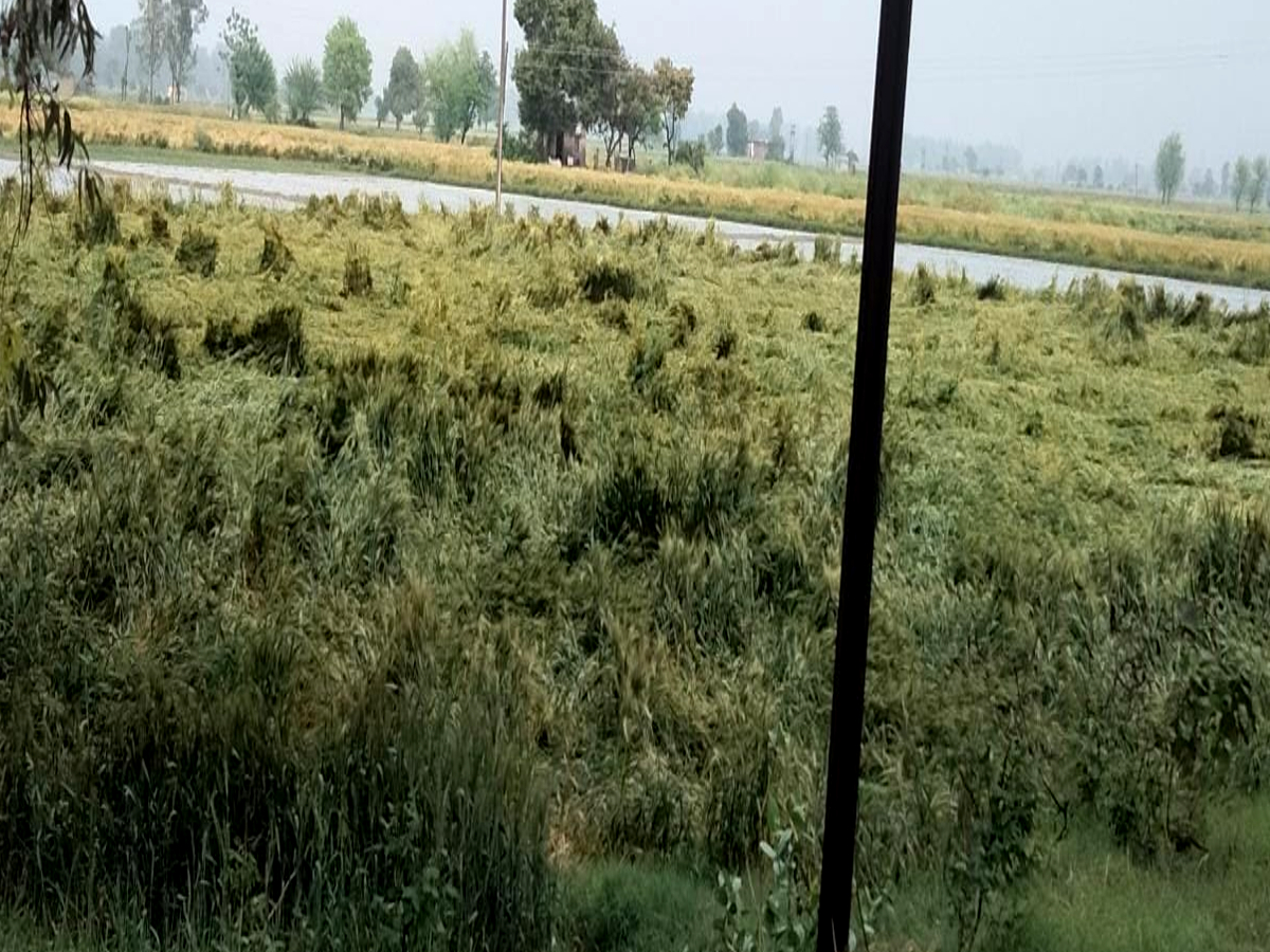 unseasonal rain Damage crops in Karnal Rain in Karnal Wheat crop damaged in Karnal Haryana weather update