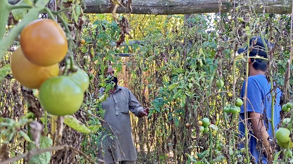 सोलन में इस बार किसानों को हुआ 19 करोड़ का नुकसान.