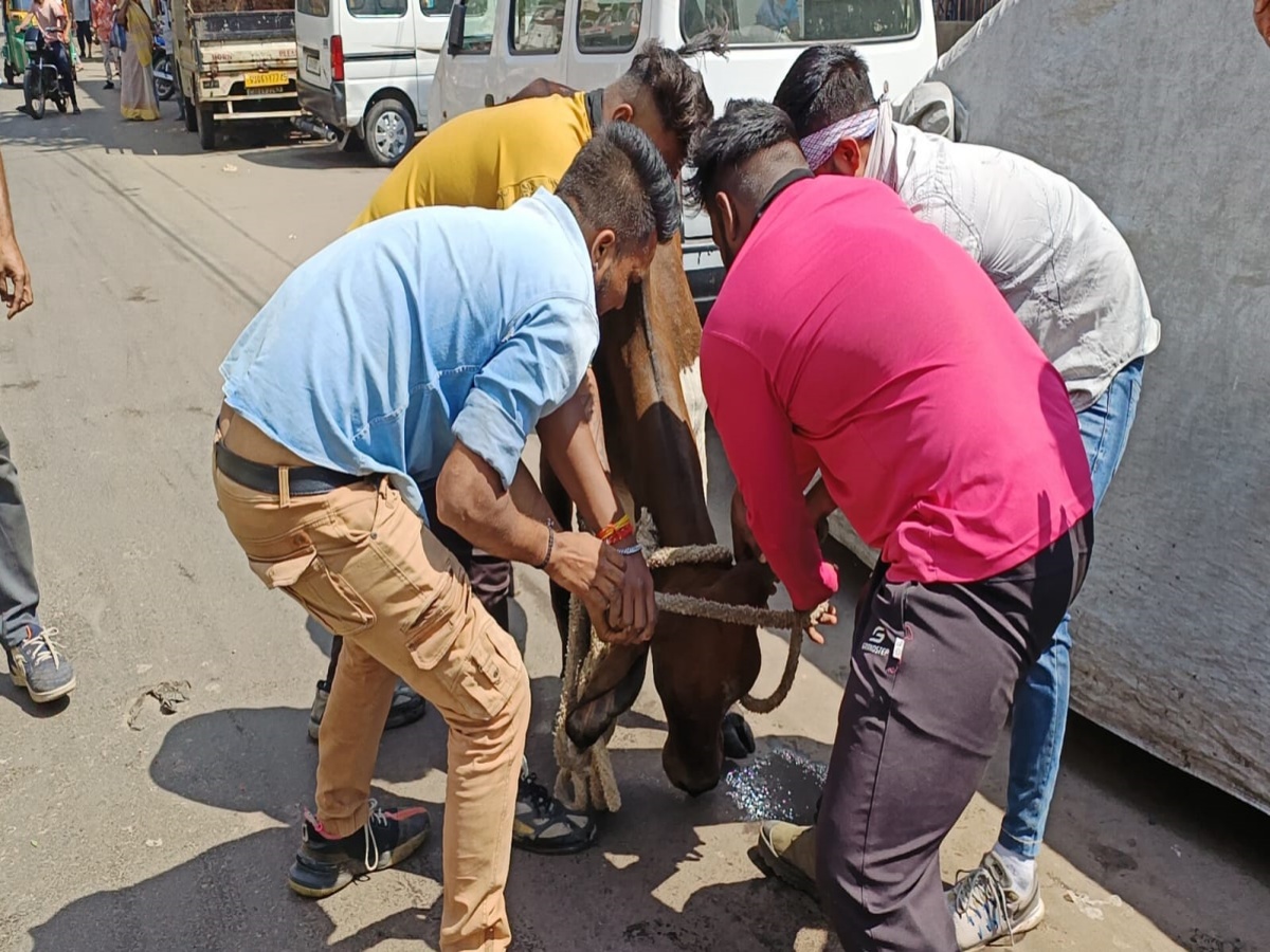 રખડતાં ઢોર હટાવવાની કામગીરી રાઉનેડ ધ ક્લોક હોવાનો તંત્રનો દાવો હોય છે