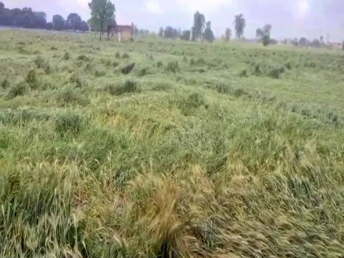 Crops damaged due to hailstorm