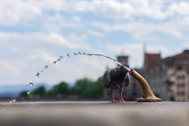 Pigeon Drinking Water From A Fountain