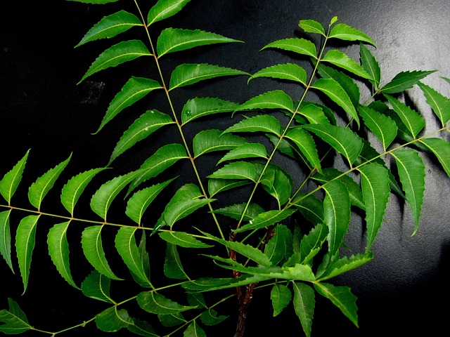 People offer prayers in the temple and consume neem leaves.