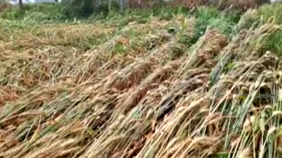 Minister Ranjit Singh Chautala unseasonal rains crops damaged in Sirsa latest news