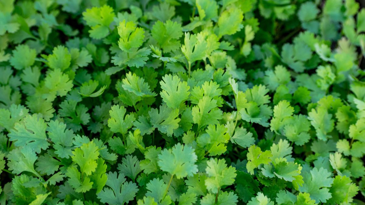 Benefits of Coriander