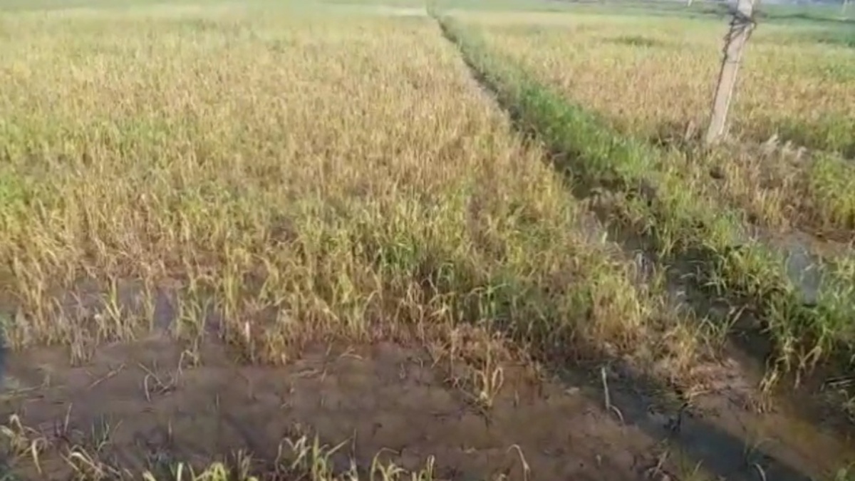 Compensation to farmers  crops damaged by rain