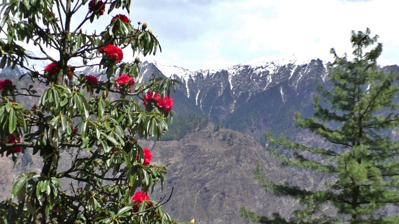 बुरांश के फूल में कई औषधीय गुण मौजूद