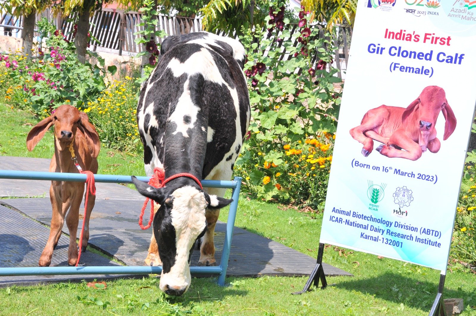 गिर गाय की पहली क्लोन बछिया का जन्म