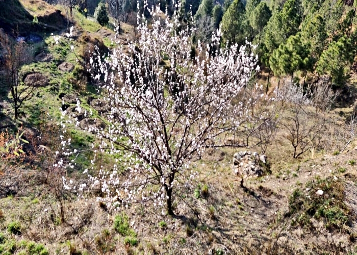 इस बार समय से पहले हुई स्टोन फ्रूट में फ्लावरिंग.