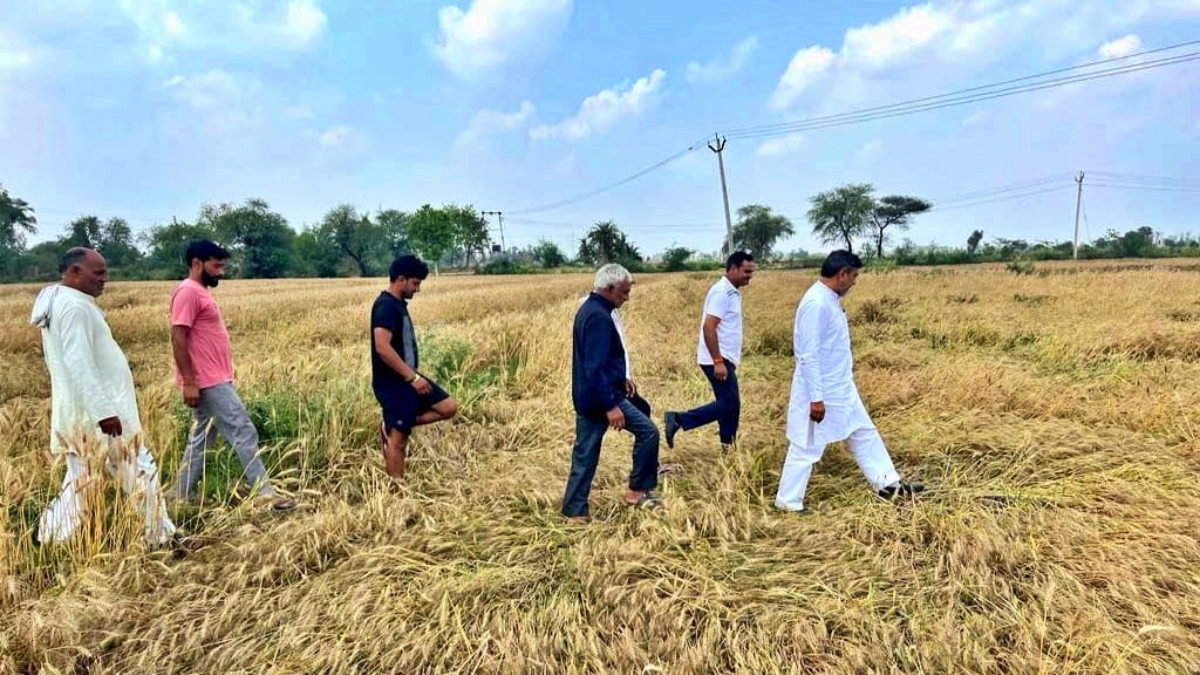 Aftab Ahmed inspected damaged crops