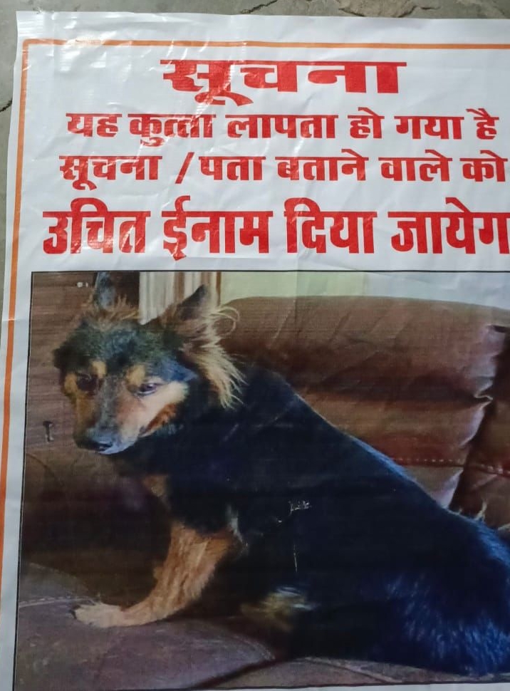 IAS pet dog missing in gwalior