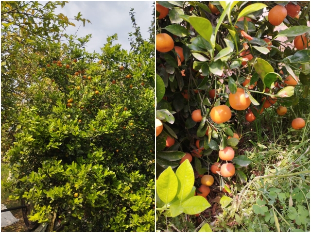 Alwar Chinese Oranges