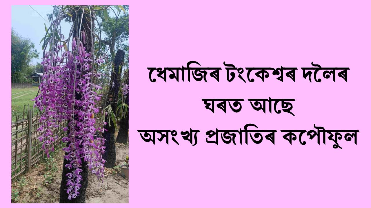 foxtail orchid of assam