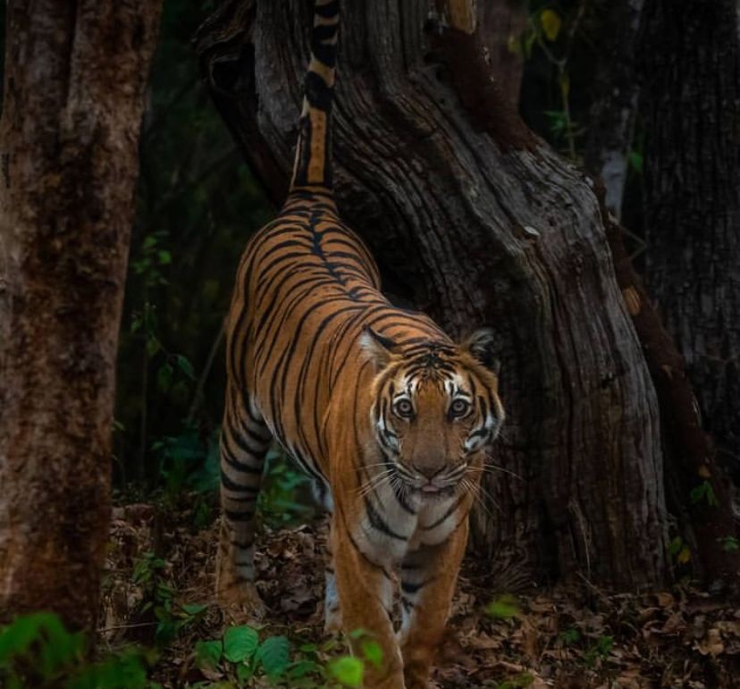 five-tiger-reserves-of-karnataka