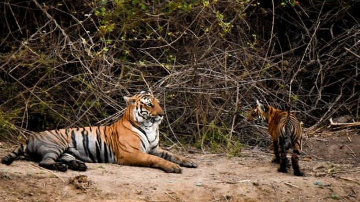 five-tiger-reserves-of-karnataka