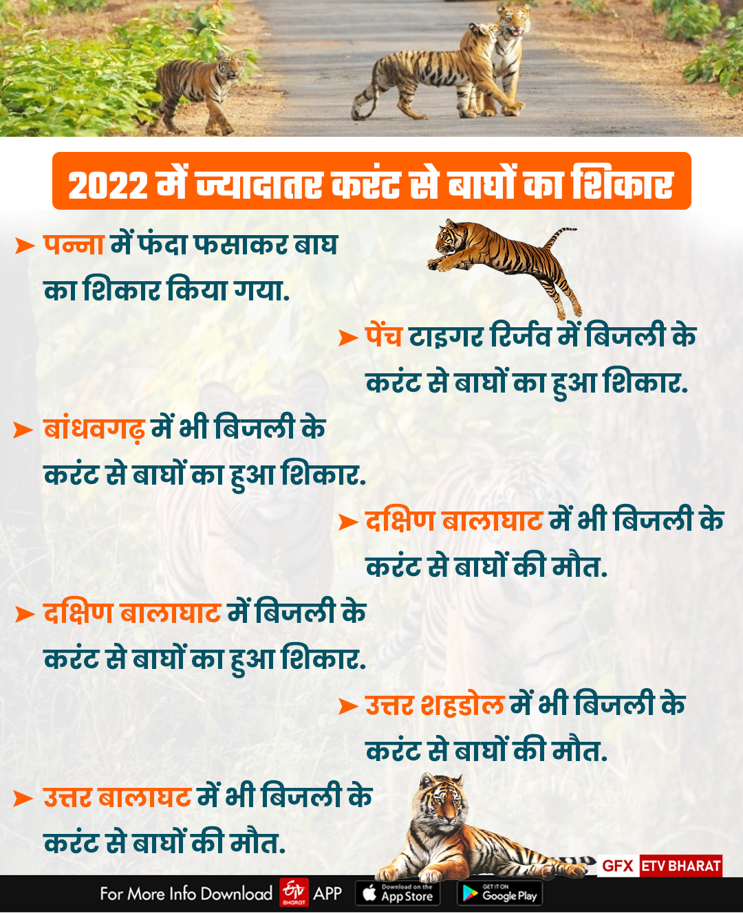 31 tigers died in MP in 2021