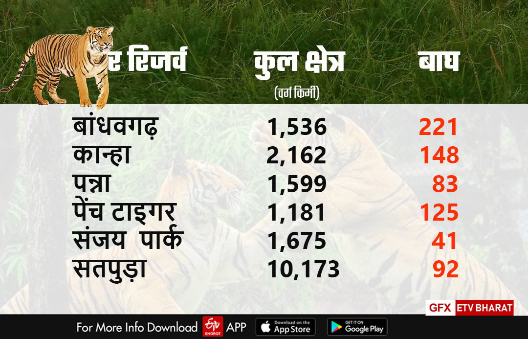 31 tigers died in MP in 2021