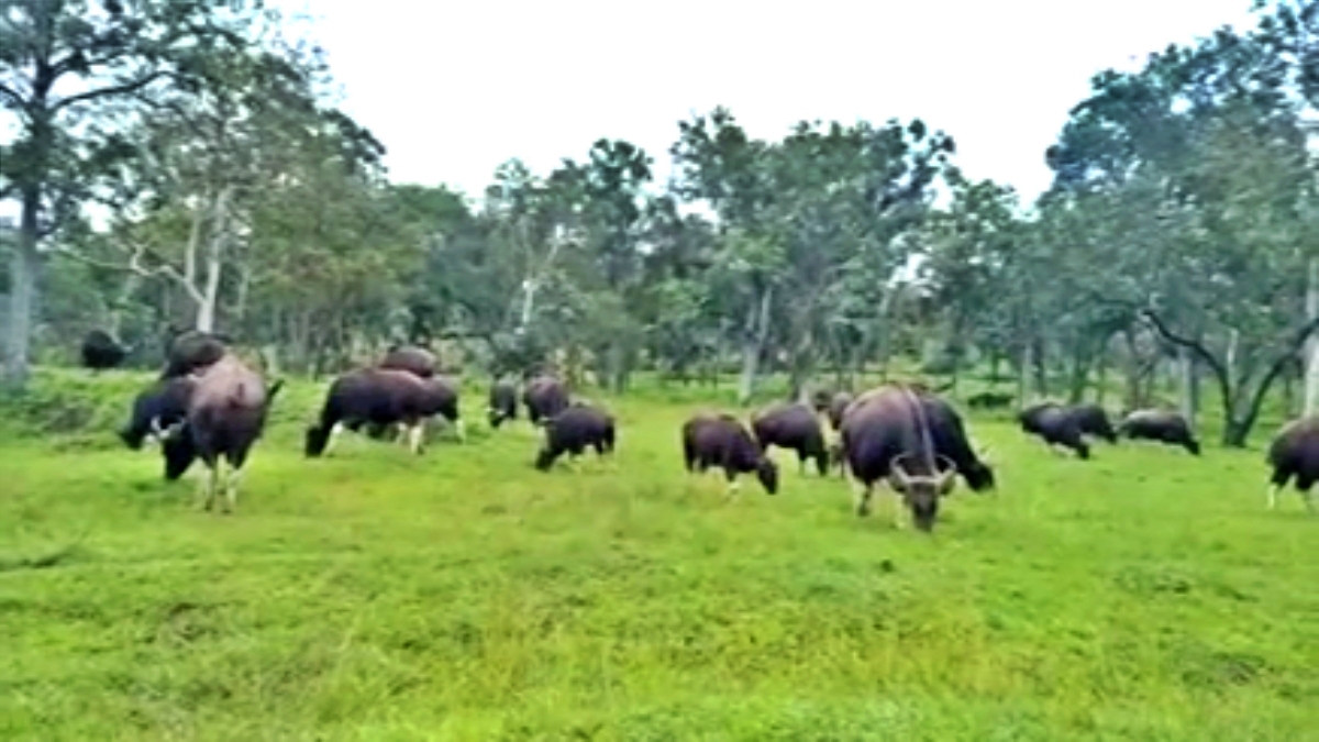 Bandipur forest area