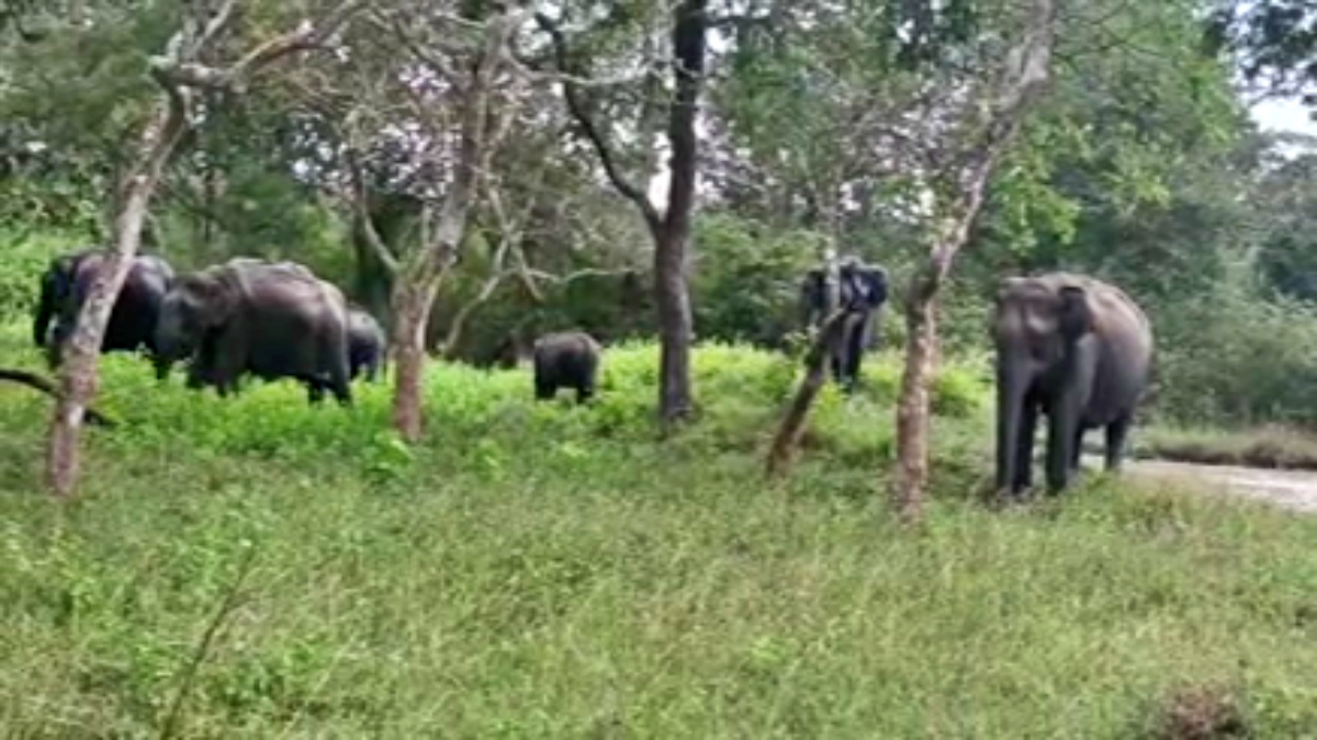 Bandipur forest area