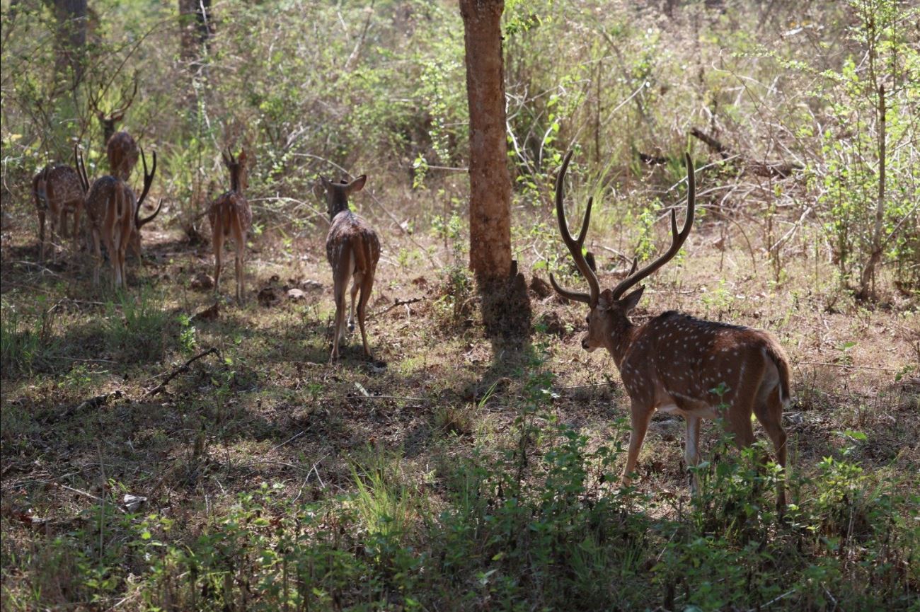 Bandipur tiger reserve