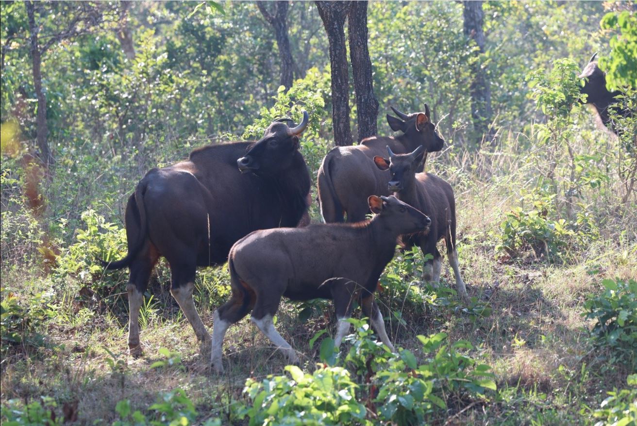 Bandipur tiger reserve