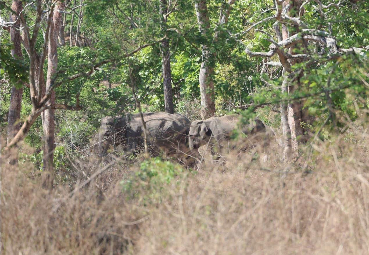 Bandipur tiger reserve