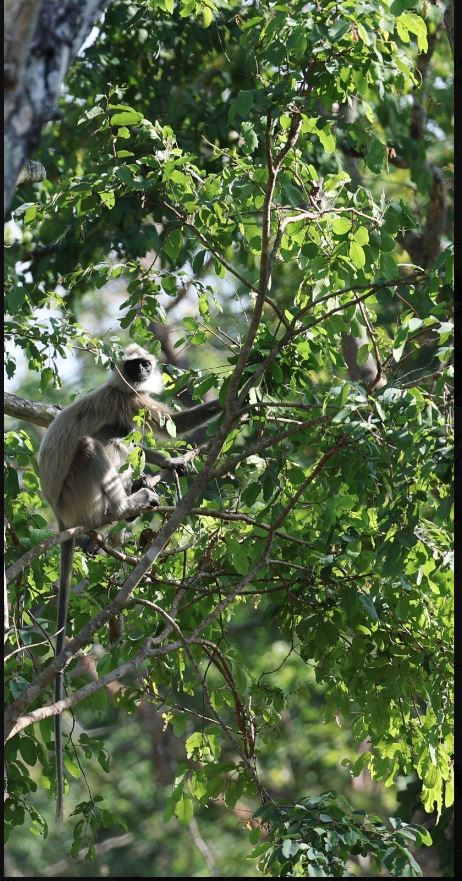 Bandipur tiger reserve