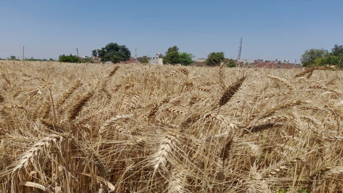 farmers Reaction on Meri Fasal Mera Byora Portal in panipat