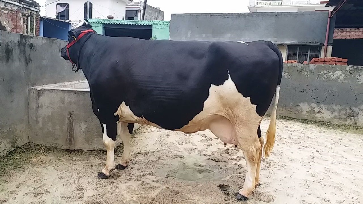 Livestock Census in Haryana