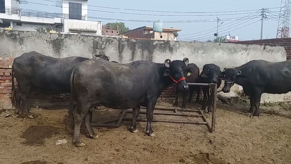 Murrah buffalo of Haryana