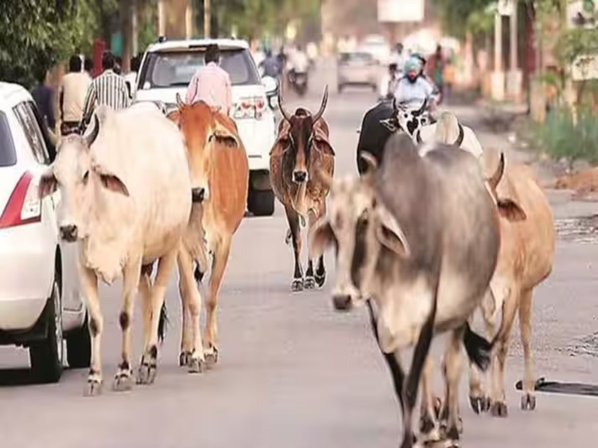 सरकार की लाख कोशिशों के बावजूद नहीं सुलझ रही निराश्रित पशुओं की समस्या.