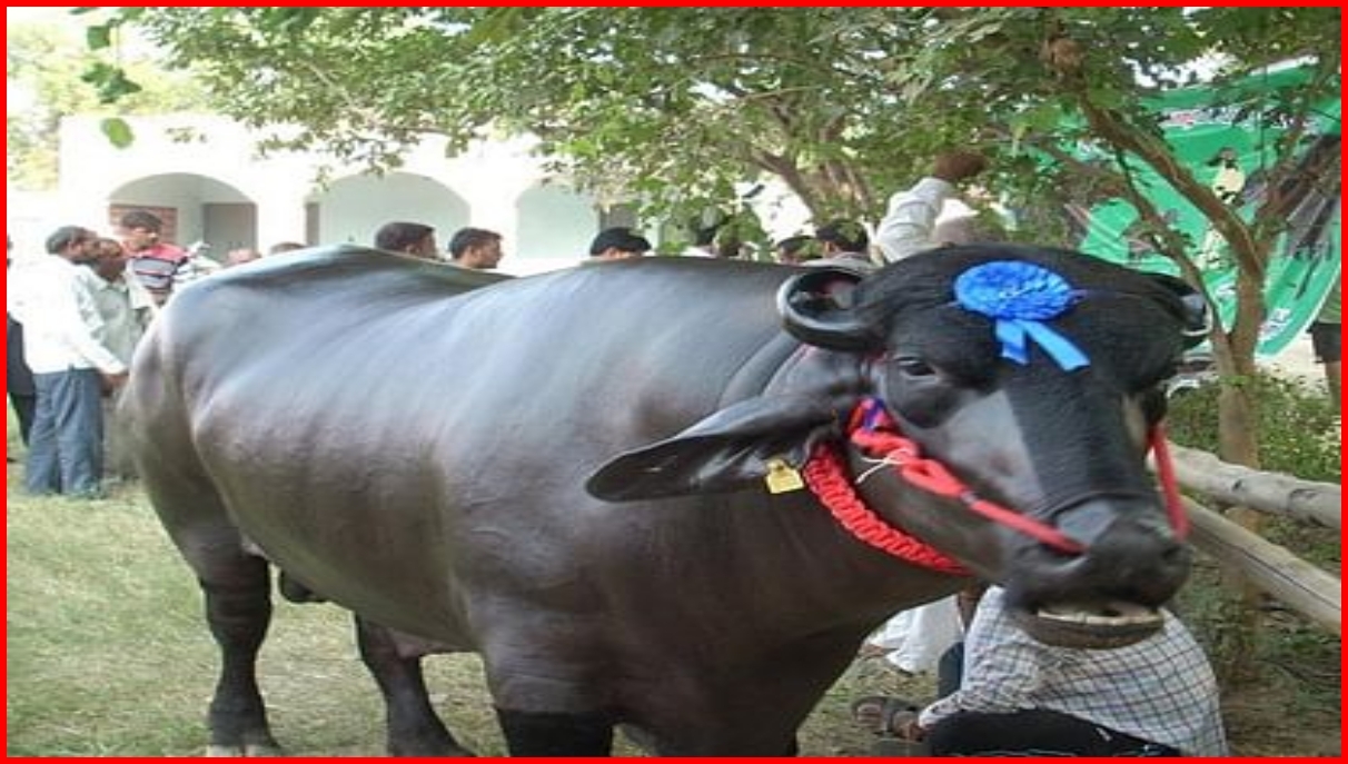 murrah bull in haryana