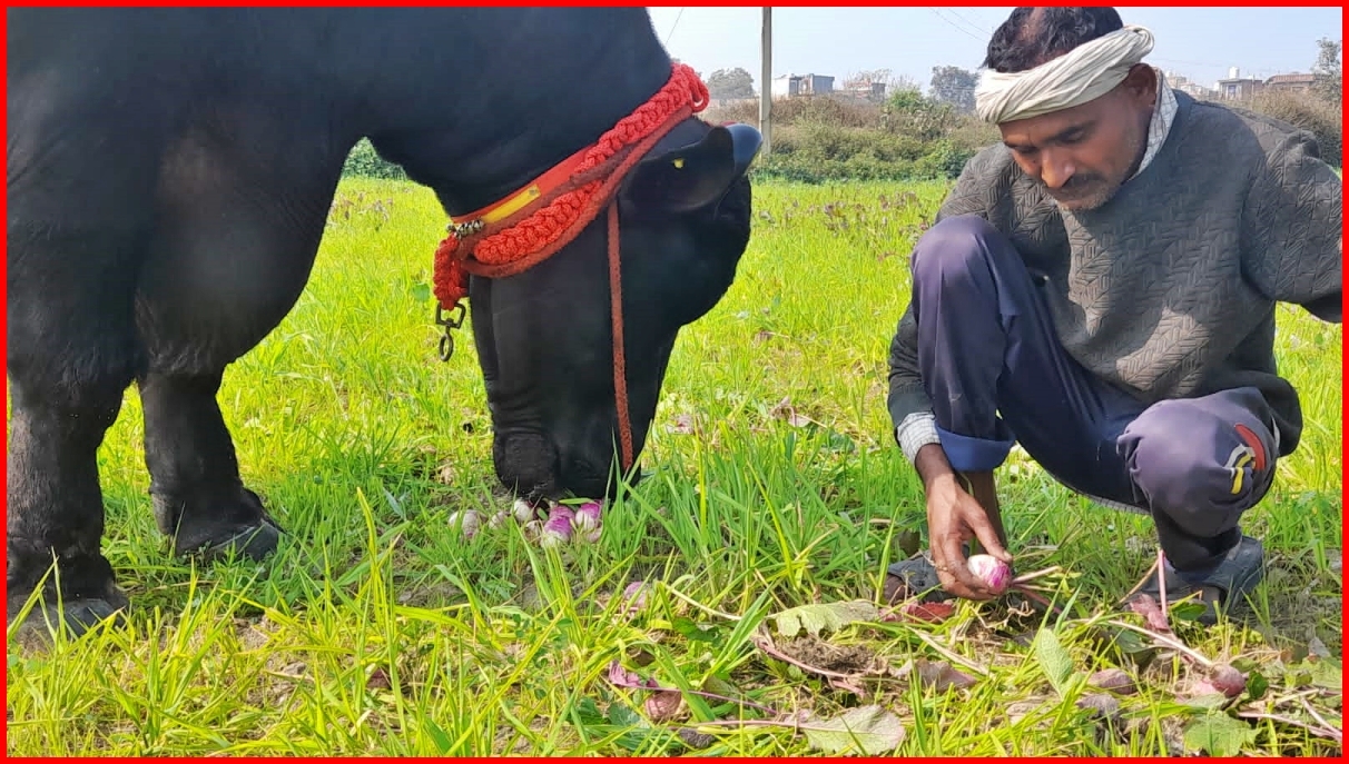 murrah bull in haryana