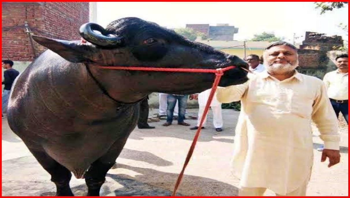 murrah bull in haryana