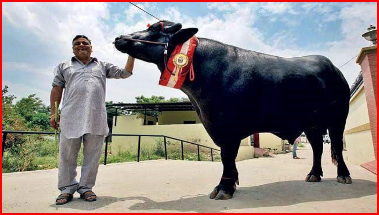 murrah bull in haryana