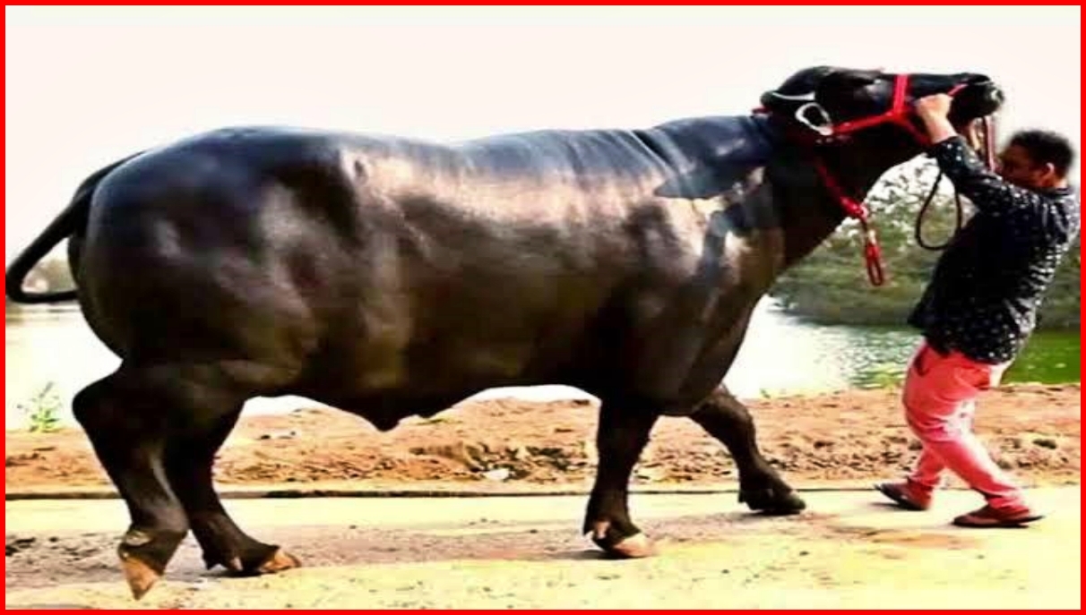 murrah bull in haryana