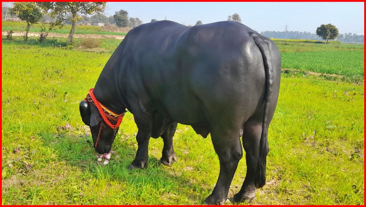 murrah bull in haryana