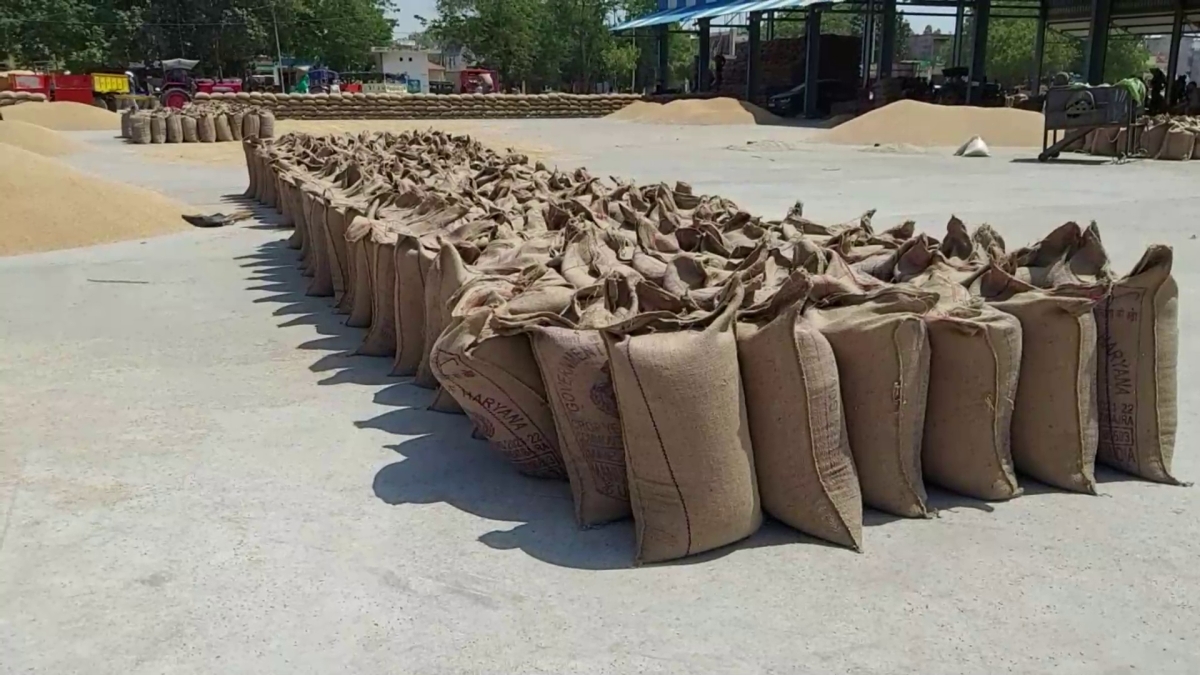 Wheat reached in Rohtak grain market