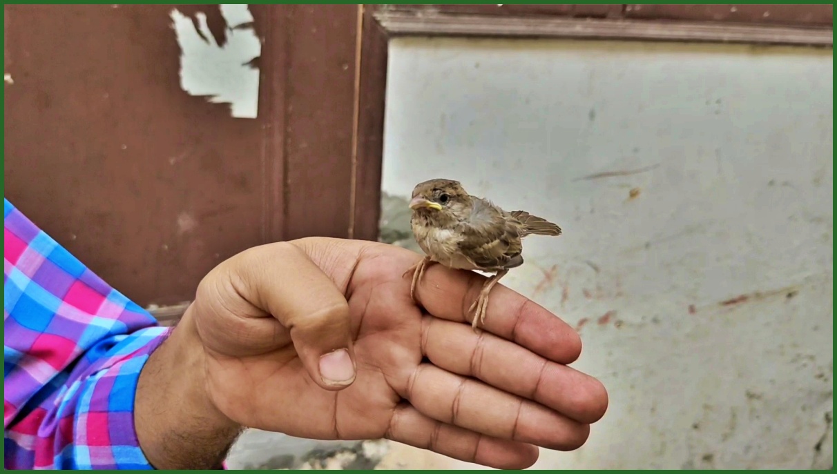 Sparrow Enclave in Karnal