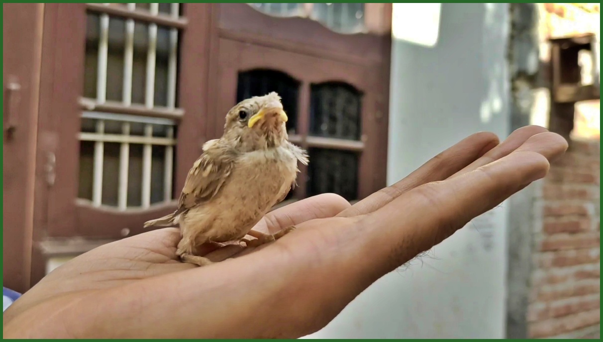 Sparrow Enclave in Karnal