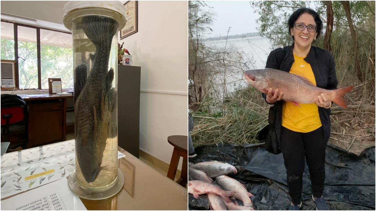 Quantile large fishes removed from Sukhna Lake Chandigarh