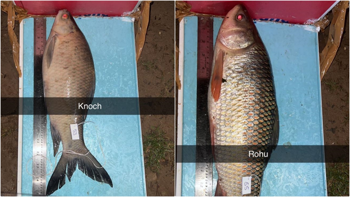 Quantile large fishes removed from Sukhna Lake Chandigarh