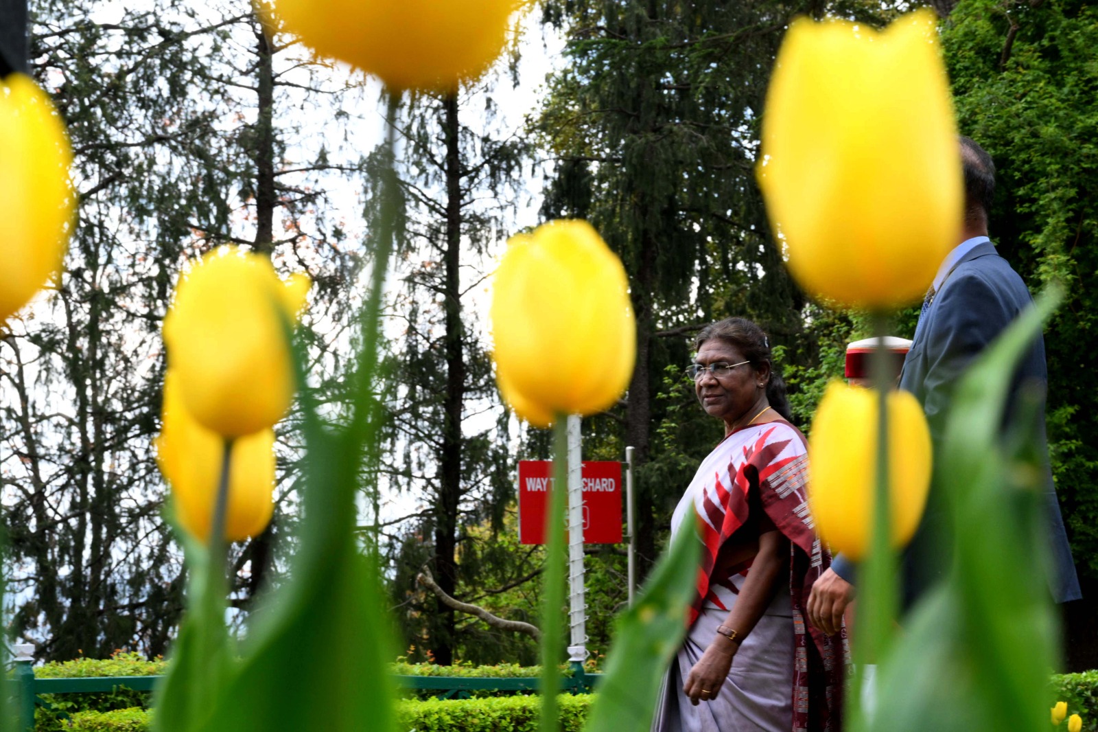 President Draupadi Murmu In Shimla